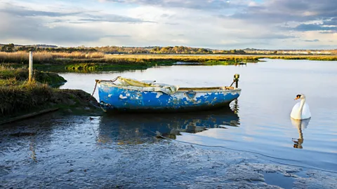 Alamy Natural habitats such as saltmarshes are an effective protection from the sea, and a wide range of species (Credit: Alamy)