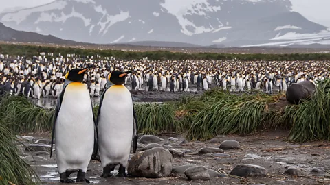 Masha Rasputina/Getty Images For generations, residents have collected and pickled penguin eggs in the Falklands (Credit: Masha Rasputina/Getty Images)