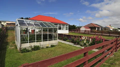 Rafael Wollmann/Getty Images Traditionally, most Falklands families would have a small plot to grow their own vegetables (Credit: Rafael Wollmann/Getty Images)