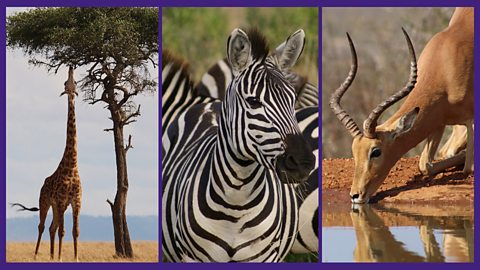 1. Giraffes, zebras and impala