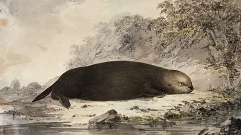 Getty Images The fur trade of the 17th and 18th centuries destroyed otter populations in parts of Canada, so to revive them otters were flown in from elsewhere (Credit: Getty Images)