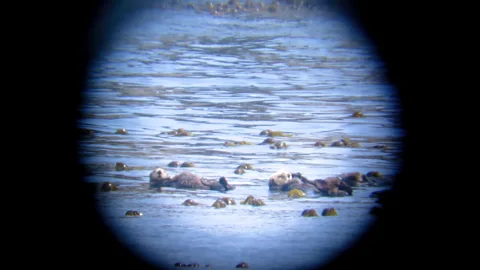 Jenn Burt The tenacity of the sea otter over centuries is thought to be down to its diversity of prey and ability to learn (Credit: Jenn Burt)