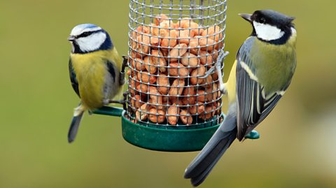 A blue tit and a great tit on a bird feeder which contains nuts 