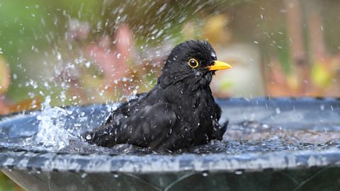 A male blackbird takes a bath and splashes in the water 