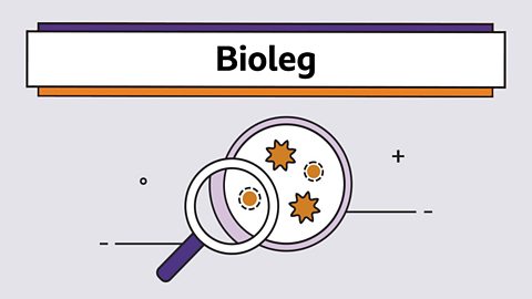 Cyfnod Allweddol 3 - Bioleg