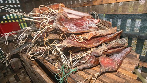 Shark meat being dried to form a Viking delicacy