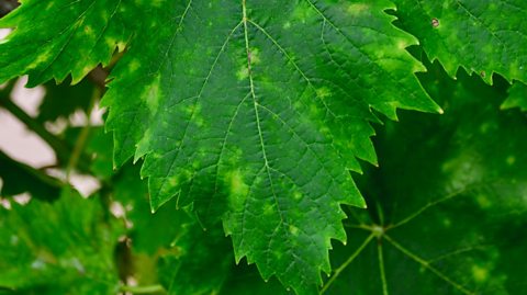 A tobacco leaf with dark and light spots, typical of tobacco mosaic virus.