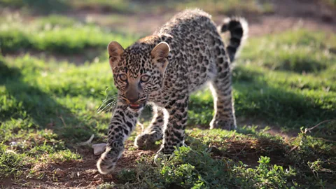 Getty Images Leopards can range hundreds of miles from their birthplace through their lives, which helps them to avoid inbreeding (Credit: Getty Images)