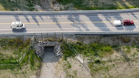 Parks Canada Underpasses, such as this one in Canada, can be enough to provide safe passage for a number of large animals (Credit: Parks Canada)