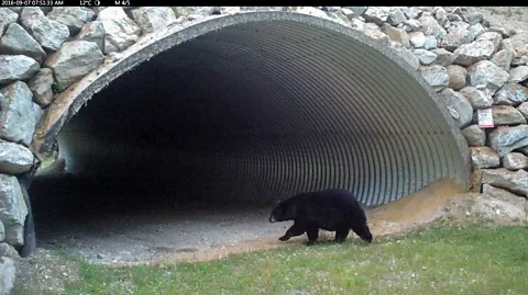 Parks Canada Many large mammals benefit from wildlife tunnels, which are increasingly being seen as a sustainable alternative to walling off animals in nature researves (Credit: Parks Canada)