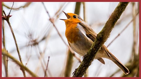 Entry music - the dawn chorus