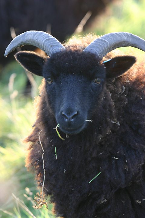 Late afternoon sunshine in autumn illuminates a black sheep grazing in the marshes near Great Dingle Farm, near Dunwich, Suffolk.