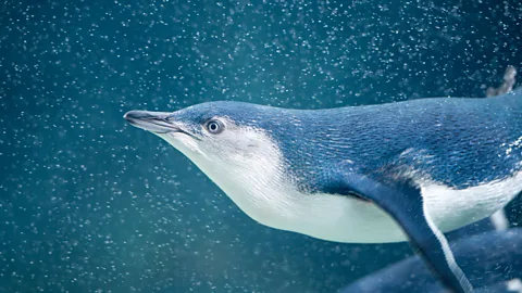 4FR/Getty Images The largest populations of fairy penguins are found on Phillip Island, south of Melbourne (Credit: 4FR/Getty Images)