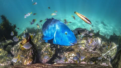 RugliG/Getty Images The Great Southern Reef is in better health than the more-famous Great Barrier Reef to the north (Credit: RugliG/Getty Images)