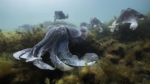 by wildestanimal/Getty Images Every winter, thousands of giant Australian cuttlefish congregate off South Australia’s shores to breed (Credit: by wildestanimal/Getty Images)
