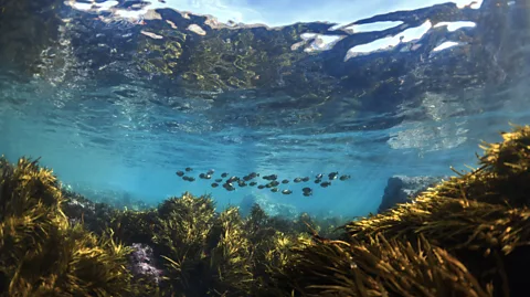 RugliG/Getty Images 70% of Australia’s population lives within 50km of the Great Southern Reef (Credit: RugliG/Getty Images)