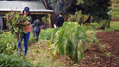 Municipalidad de Rapa Nui Umanga has been revived as an employment scheme that aims to make the island self-sustainable and waste-free by 2030 (Credit: Municipalidad de Rapa Nui)