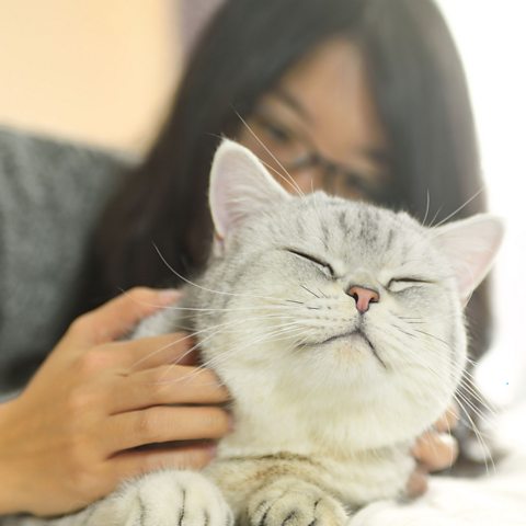 A happy cat being snuggled by a human.