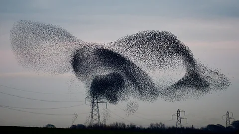Press Association For some species there is strength and safety in numbers (Credit: Press Association)