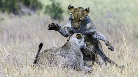 Alamy Lionesses judge how many intruders they may be facing before approaching them (Credit: Alamy)