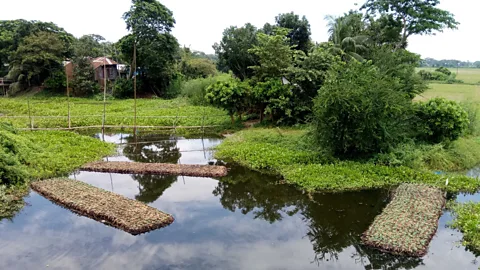 Fahmida Akter As sea levels rise, a historic agricultural practice is offering respite to farmers who are losing their land (Credit: Fahmida Akter)
