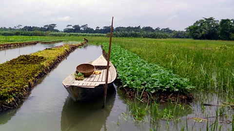 Fahmida Akter The historic practice of constructing floating gardens has been part of regional heritage in southern Bangladesh for centuries (Credit: Fahmida Akter)