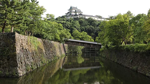 Tom Schiller Until the late 19th Century, sanbokan was believed to grow from a single tree living inside the Wakayama Castle (Credit: Tom Schiller)