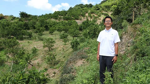 Tom Schiller Sixth-generation farmer Yoshinori Kodama grows more than 100 fruit varieties and started growing sanbokan three years ago (Credit: Tom Schiller)