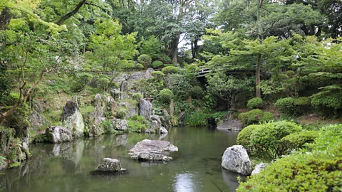 Tom Schiller The lone sanbokan tree no longer grows inside the Wakayama Castle, but today, the surrounding garden is a serene, almost secret sanctuary (Credit: Tom Schiller)