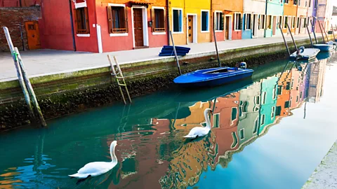 Getty Images Images of swans supposedly "returning" to Venice canals spread during the early months of the pandemic, and some activists attached their ideologies to them (Credit: Getty Images)