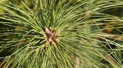 Pine Needles Information and Facts