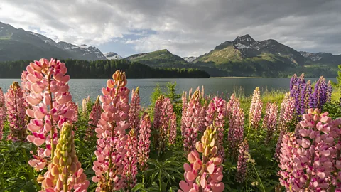 Francesco Vaninetti Photo/Getty Images Sils-Maria inspired Nietzsche's biggest and most controversial ideas (Credit: Francesco Vaninetti Photo/Getty Images)
