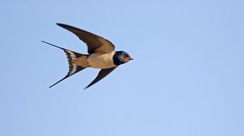 Swallow in flight