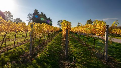 Vineyard in Kent