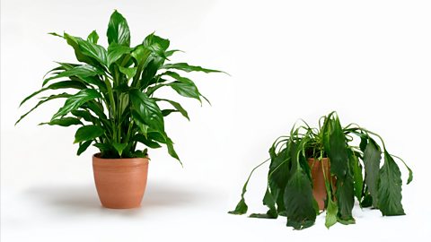 A healthy plant and an unhealthy plant