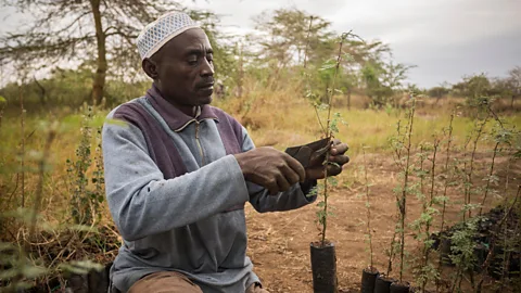 Jake Lyell/Alamy Across Kenya, harambees have helped spur government-wide ecological initiatives (Credit: Jake Lyell/Alamy)