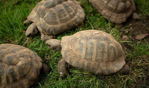 Covid Travel Restrictions 'may Put Tortoises In Danger' - Bbc News