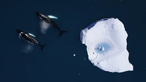 Getty Images Dark blue water absorbs more of the Sun's rays, accelerating the process of global warming - but bright white ice reflects that radiation away (Credit: Getty Images)