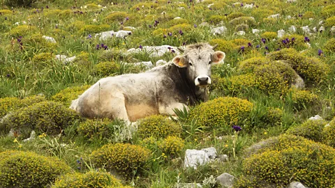 maureen bracewell/Getty Images Milk from Apulian cows has the right chemistry for burrata (Credit: maureen bracewell/Getty Images)