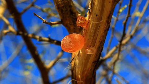 The Return of Gum Arabic - Tales of the Cocktail Foundation