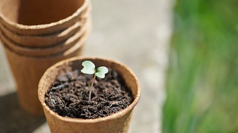 A biodegradable plant pot.