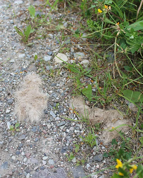 Jessica Bateman The remnants of wolf droppings show the presence of these divisive animals in near the Polish border (Credit: Jessica Bateman)