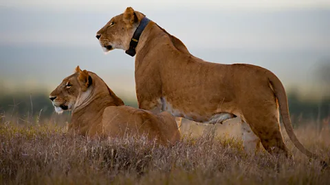 Alamy Global positioning systems are an important tool for researchers when studying animal movements and behaviour (Credit: Alamy)