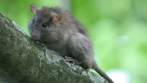 Graham Carroll/USGS Rats multiply quickly in their cooler native regions, but even faster when warm and well-fed in the tropics (Credit: Graham Carroll/USGS)