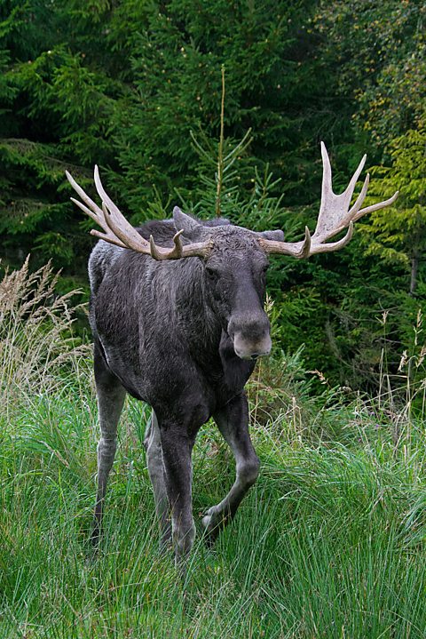 A moose or Eurasian elk (Alces alces) in the taiga in autumn, Varmland, Sweden