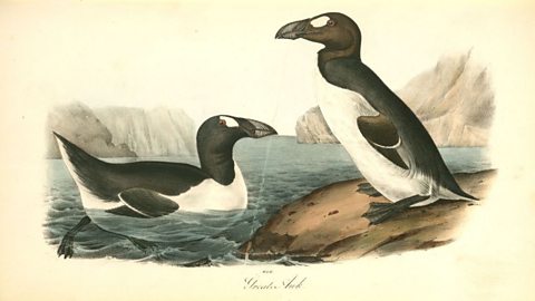 Two adult Great Auks