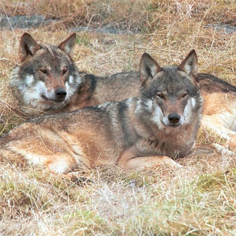 Wolves in Monarch of the Glen