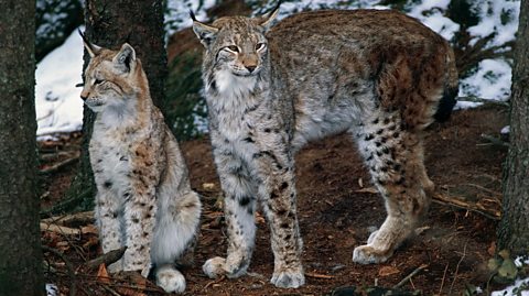 A mother European Lynx and her cub