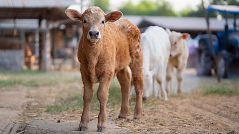 Beef is the subject of much debate about biodiversity. 