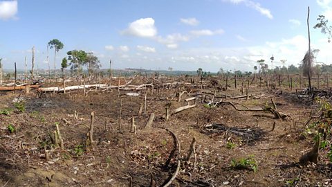 Area of illegal deforestation of vegetation native to the Brazilian Amazon forest